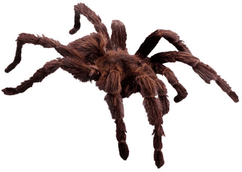 Huge Insects will gross out your guests at your EXTREME Dinosaurs Rock Dinosaur Birthday Party.